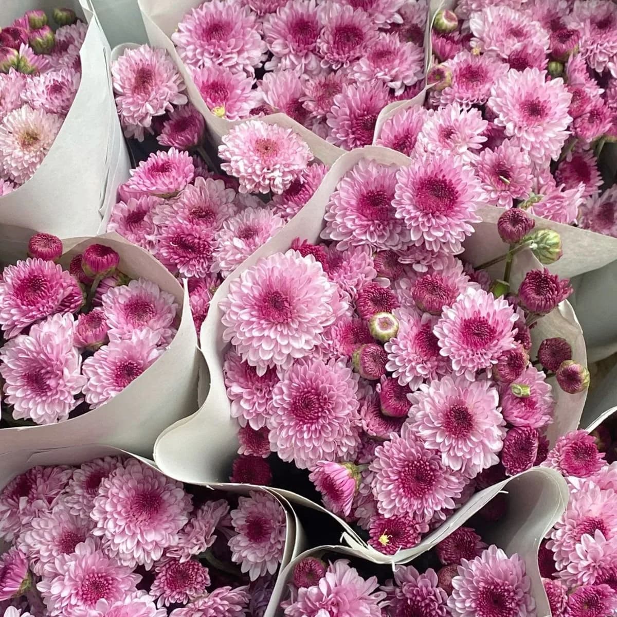 Ramo de pompones rosados