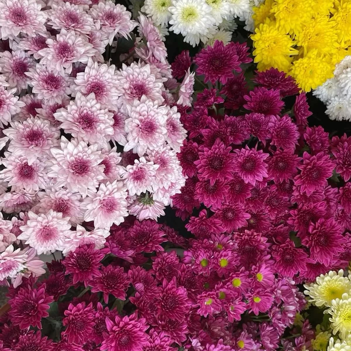 Pompones en tonos fucsia y amarillo